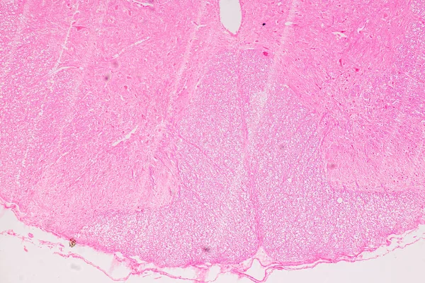 Educación Médula Espinal Neurona Motora Bajo Microscopio Laboratorio —  Fotos de Stock