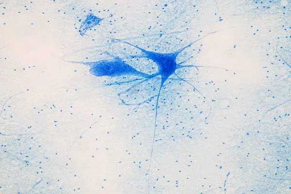 教育研究室の顕微鏡下で脊髄と運動ニューロン — ストック写真