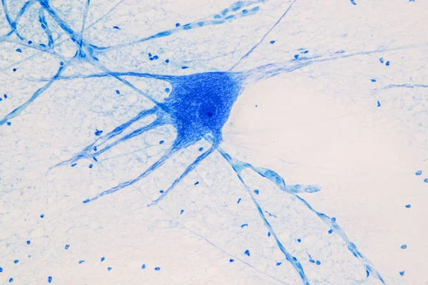 Образование Спинной Мозг Двигательный Нейрон Микроскопом Лаборатории — стоковое фото