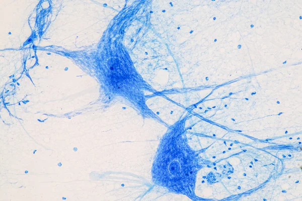 Образование Спинной Мозг Двигательный Нейрон Микроскопом Лаборатории — стоковое фото