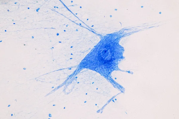 Образование Спинной Мозг Двигательный Нейрон Микроскопом Лаборатории — стоковое фото