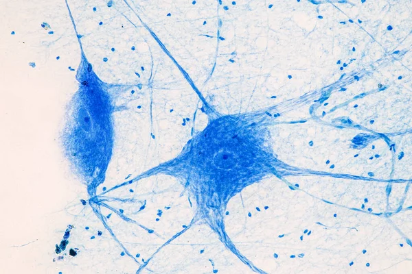 Laboratuvarda mikroskop altında Eğitim Omuriliği ve Motor Nöronu.