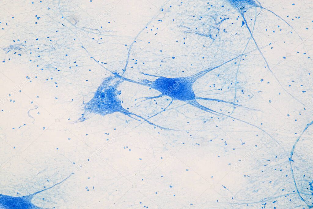 Education Spinal cord  and Motor Neuron under the microscope in Lab.