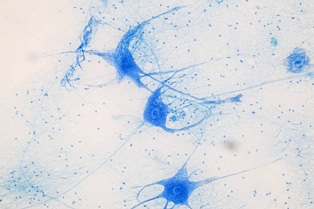 Education Spinal cord  and Motor Neuron under the microscope in Lab.