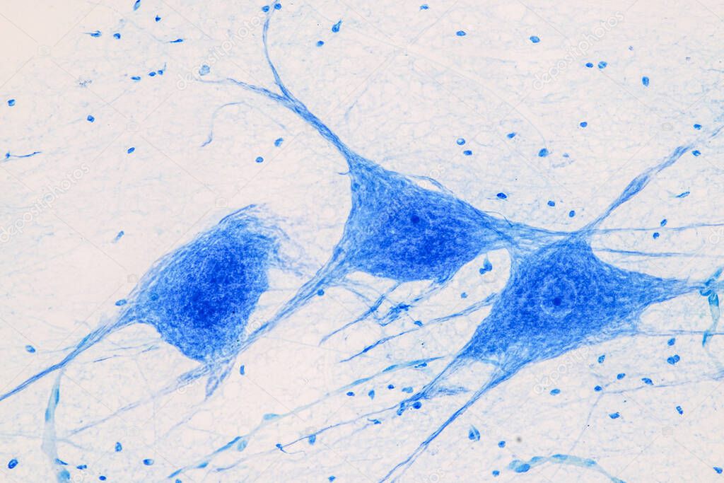 Education Spinal cord  and Motor Neuron under the microscope in Lab.