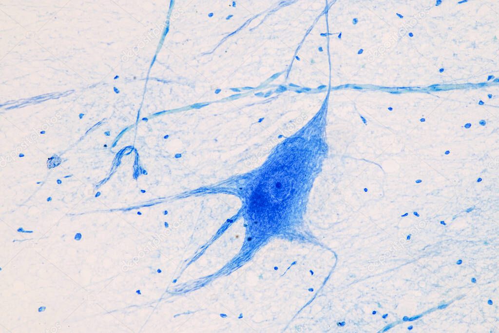Education Spinal cord  and Motor Neuron under the microscope in Lab.