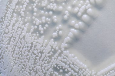 Pichia, Saccharomycetaceae familyasından bir maya cinsidir..