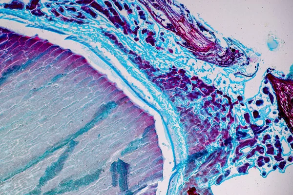 Sümük Kalıpları Bir Grup Olarak Eğitim Için Mikroskop Altında Polifiletiktir — Stok fotoğraf