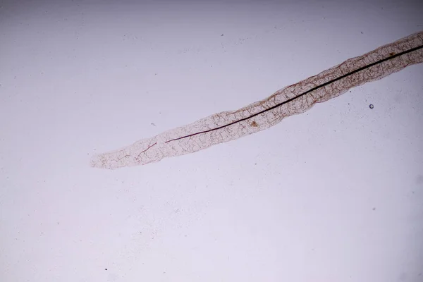 粘菌作为一个群体 在教育显微镜下是多植体的 — 图库照片