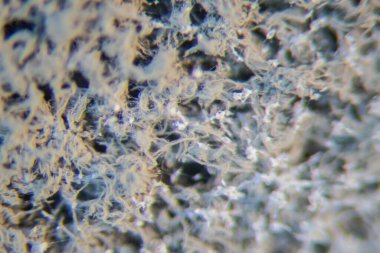 Penisilyum, ascomycetous mantarlar gıda ve uyuşturucu üretiminin yanı sıra doğal ortamda da büyük önem taşımaktadır..