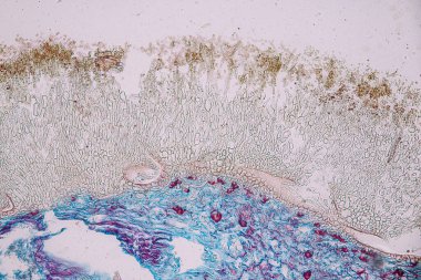 Penisilyum, ascomycetous mantarlar gıda ve uyuşturucu üretiminin yanı sıra doğal ortamda da büyük önem taşımaktadır..