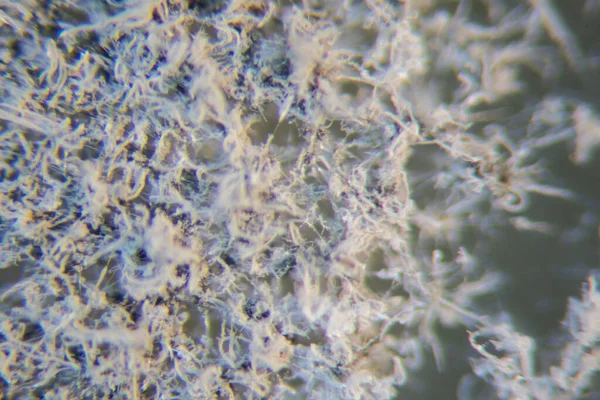 Penisilyum Ascomycetous Mantarlar Gıda Uyuşturucu Üretiminin Yanı Sıra Doğal Ortamda — Stok fotoğraf