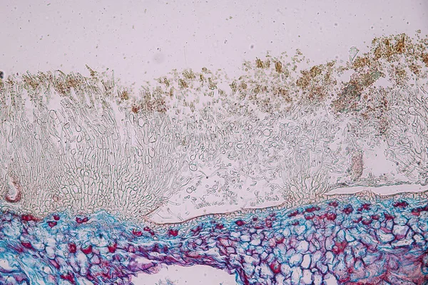 Penicillium Ascomycetous Houby Mají Zásadní Význam Přírodním Prostředí Stejně Jako — Stock fotografie