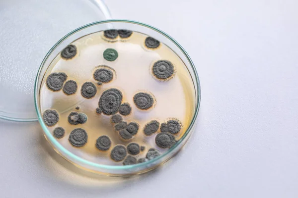 Penicillium Ascomycetosus Gombák Nagy Jelentőséggel Bírnak Természeti Környezet Valamint Élelmiszer — Stock Fotó