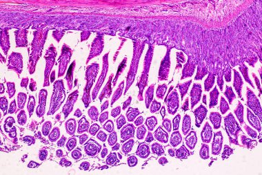 Mikroskop altında eğitim anatomisi ve insan tarihi örnekleri.