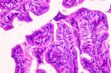 Mikroskop altında eğitim anatomisi ve insan tarihi örnekleri.