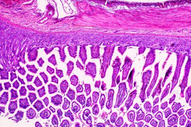 Mikroskop altında eğitim anatomisi ve insan tarihi örnekleri.