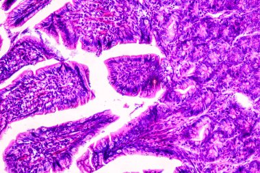 Mikroskop altında eğitim anatomisi ve insan tarihi örnekleri.