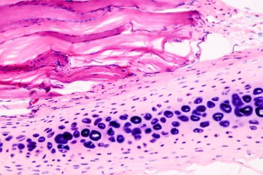 Mikroskop altında eğitim anatomisi ve insan tarihi örnekleri.