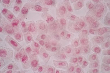 Hücre bölünmesi ve hücre döngüsü mikroskop altında.