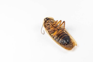 Blaptica dubia, Dubia hamamböceği, laboratuvarda turuncu benekli hamamböceği olarak da bilinir..