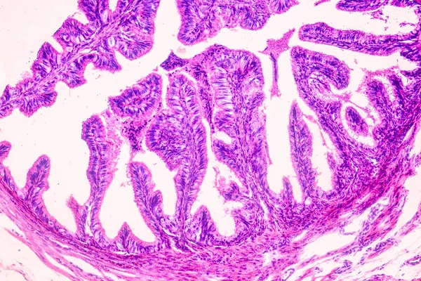 Onderwijs Anatomie Histologische Steekproef Van Mens Onder Microscoop — Stockfoto