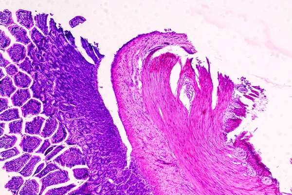 Освіта Анатомія Гістологічний Зразок Людини Під Мікроскопом — стокове фото