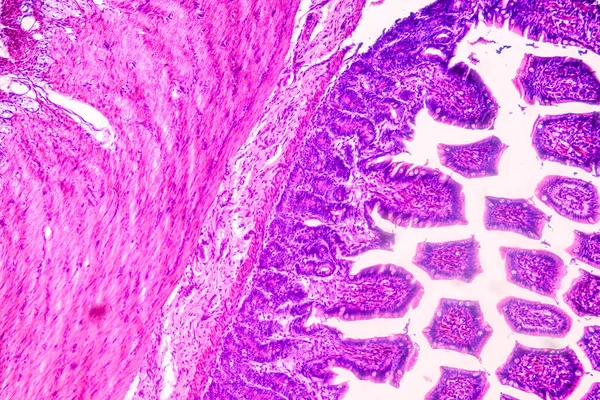 Vzdělávací Anatomie Histologický Vzorek Člověka Pod Mikroskopem — Stock fotografie