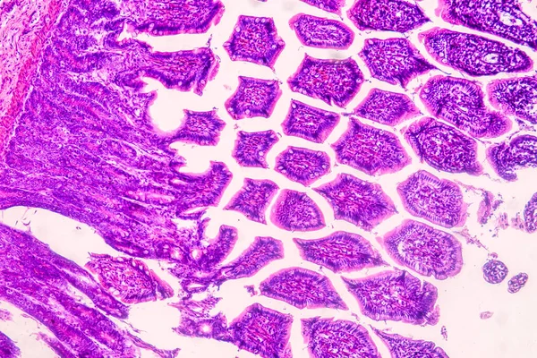 Ausbildung Anatomie Und Histologische Probe Des Menschen Unter Dem Mikroskop — Stockfoto