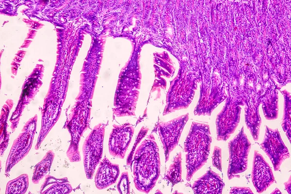 显微镜下人体教育解剖学和组织学样本 — 图库照片