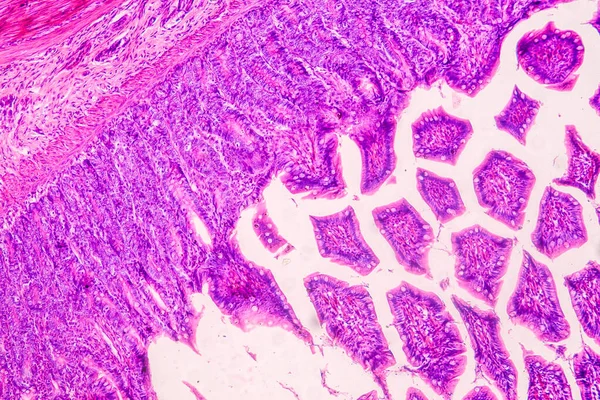 Vzdělávací Anatomie Histologický Vzorek Člověka Pod Mikroskopem — Stock fotografie