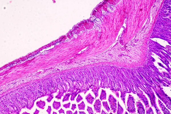 Educación Anatomía Muestra Histológica Del Ser Humano Bajo Microscopio —  Fotos de Stock