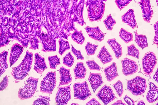 Educación Anatomía Muestra Histológica Del Ser Humano Bajo Microscopio — Foto de Stock