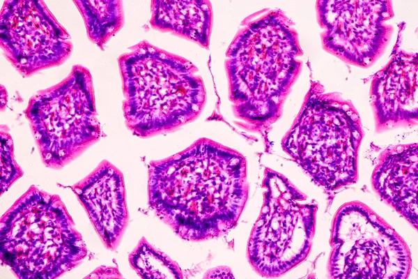 Educación Anatomía Muestra Histológica Del Ser Humano Bajo Microscopio — Foto de Stock