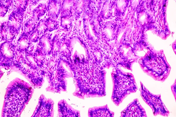 显微镜下人体教育解剖学和组织学样本 — 图库照片