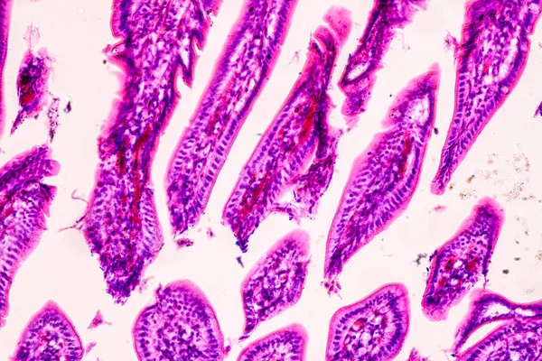 Образовательная Анатомия Гистологический Образец Человека Микроскопом — стоковое фото
