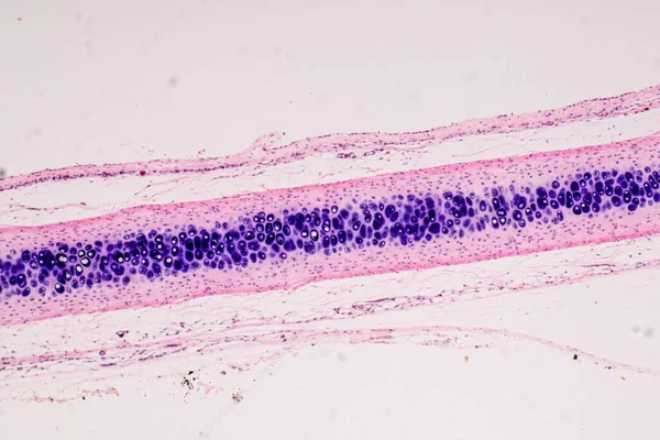 Education Anatomy Histological Sample Human Microscope — Stock Photo, Image