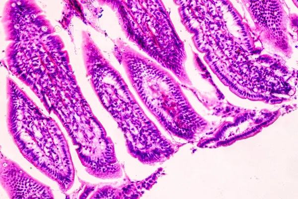 Vzdělávací Anatomie Histologický Vzorek Člověka Pod Mikroskopem — Stock fotografie