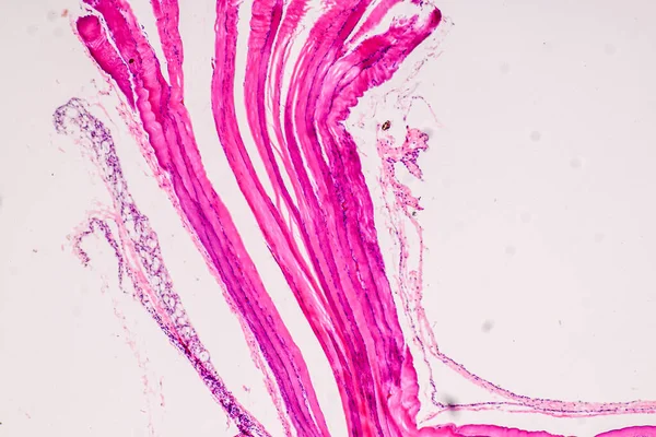 Educação Anatomia Amostra Histológica Ser Humano Microscópio — Fotografia de Stock