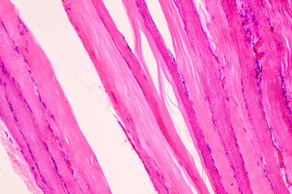 Edukacja Anatomia Próbka Histologiczna Człowieka Pod Mikroskopem — Zdjęcie stockowe