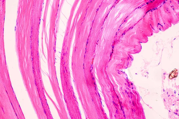 Ausbildung Anatomie Und Histologische Probe Des Menschen Unter Dem Mikroskop — Stockfoto