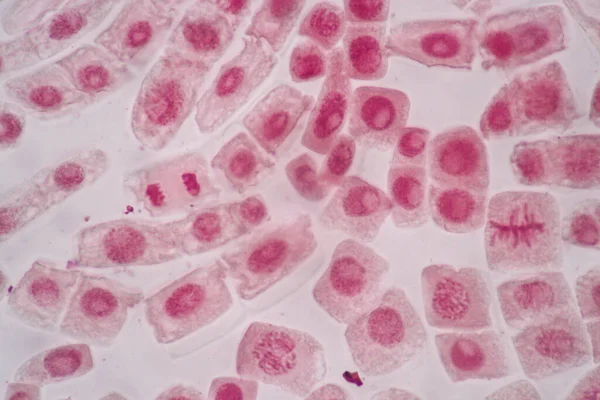 Cell Division Cell Cycle Mikroscope — стоковое фото