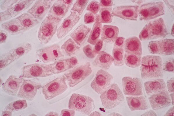 Cell Division and Cell Cycle under the microscope.