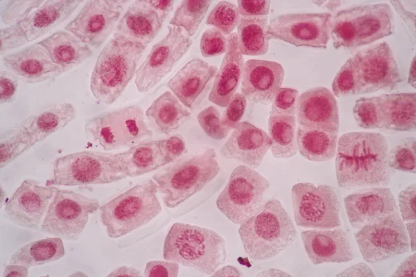 顕微鏡下の細胞分裂と細胞周期 — ストック写真