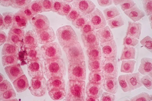 Cell Division Cell Cycle Mikroscope — стоковое фото