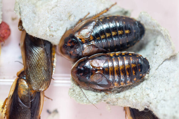 Изучение структуры Blaptica dubia, дубийский таракан, также известный как оранжево-пятнистый таракан в лаборатории.