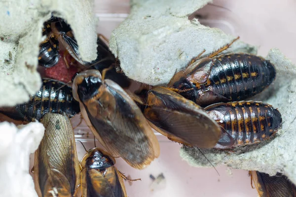 Untersuchung Der Struktur Von Blaptica Dubia Dubia Rotauge Auch Als lizenzfreie Stockbilder