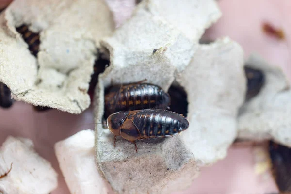 Untersuchung Der Struktur Von Blaptica Dubia Dubia Rotauge Auch Als Stockbild