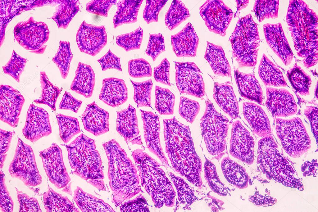 Education anatomy and Histological sample of Human under the microscope.