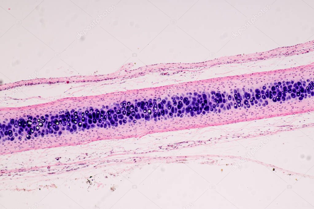 Education anatomy and Histological sample of Human under the microscope.